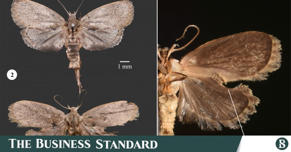 How two Bangladeshi zoologists named a new moth