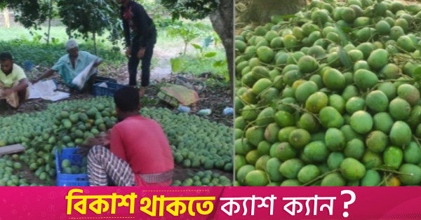 50 tonnes mangoes of Satkhira exported to Europe